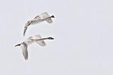 Swans In Flight_21977